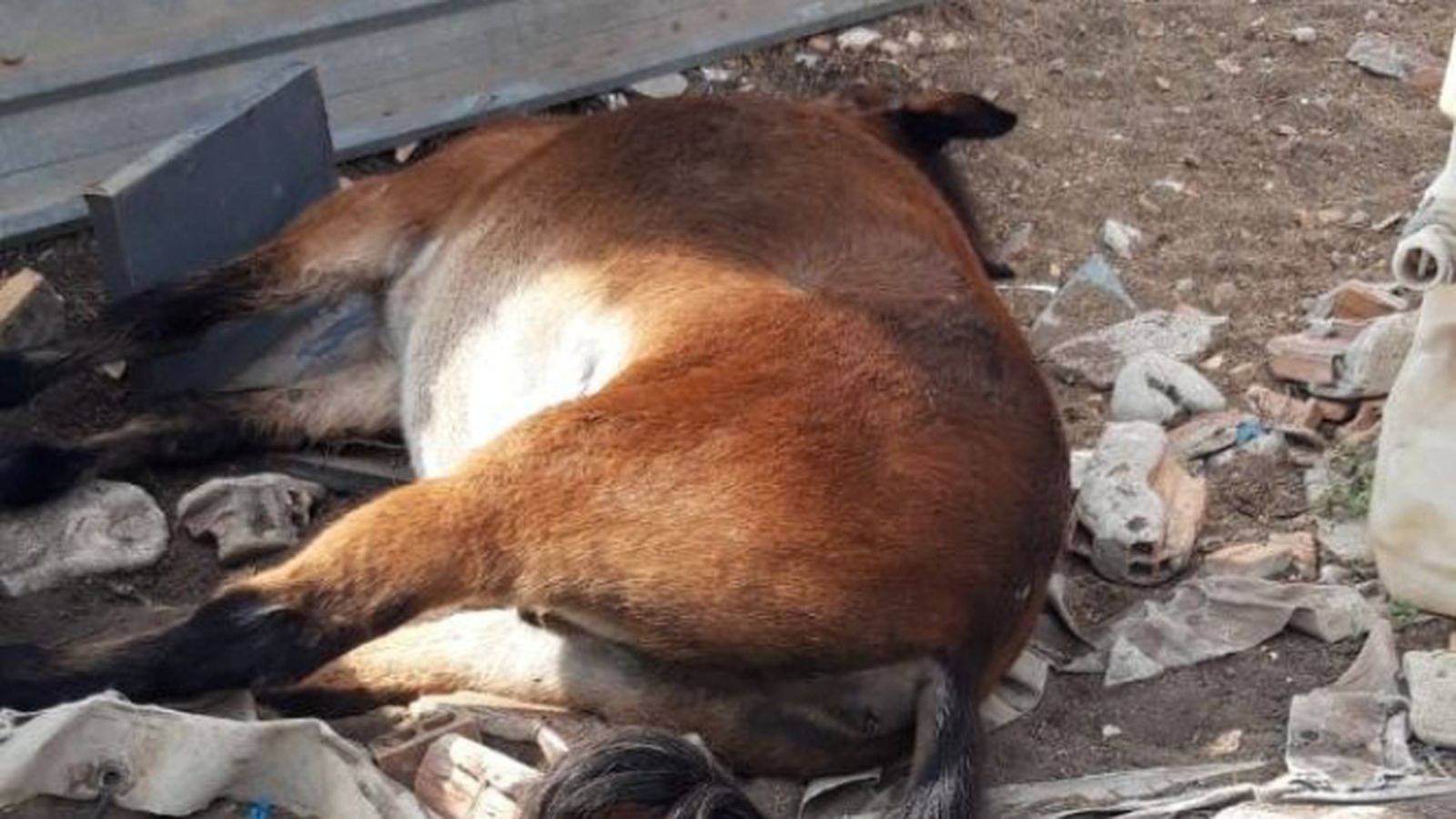 El caballo muerto en una parcela del Cortijo Real.