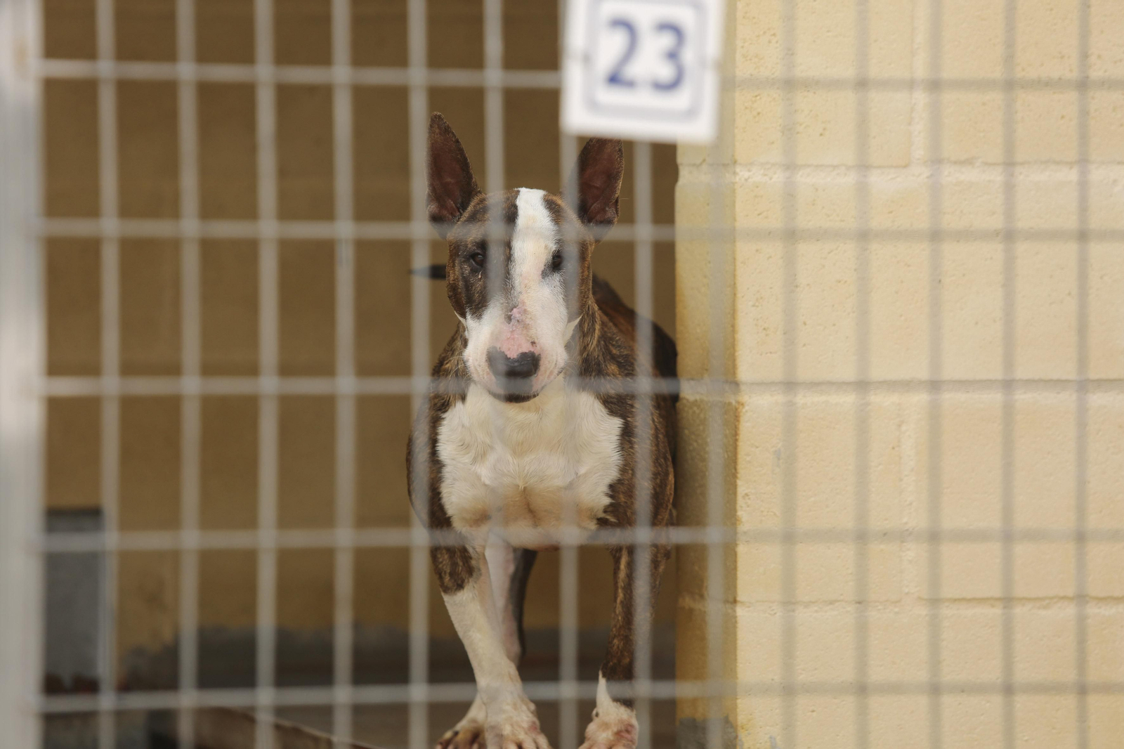 Las fotos de los animales de la Protectora de Málaga Las fotos de los animales de la Protectora de Málaga