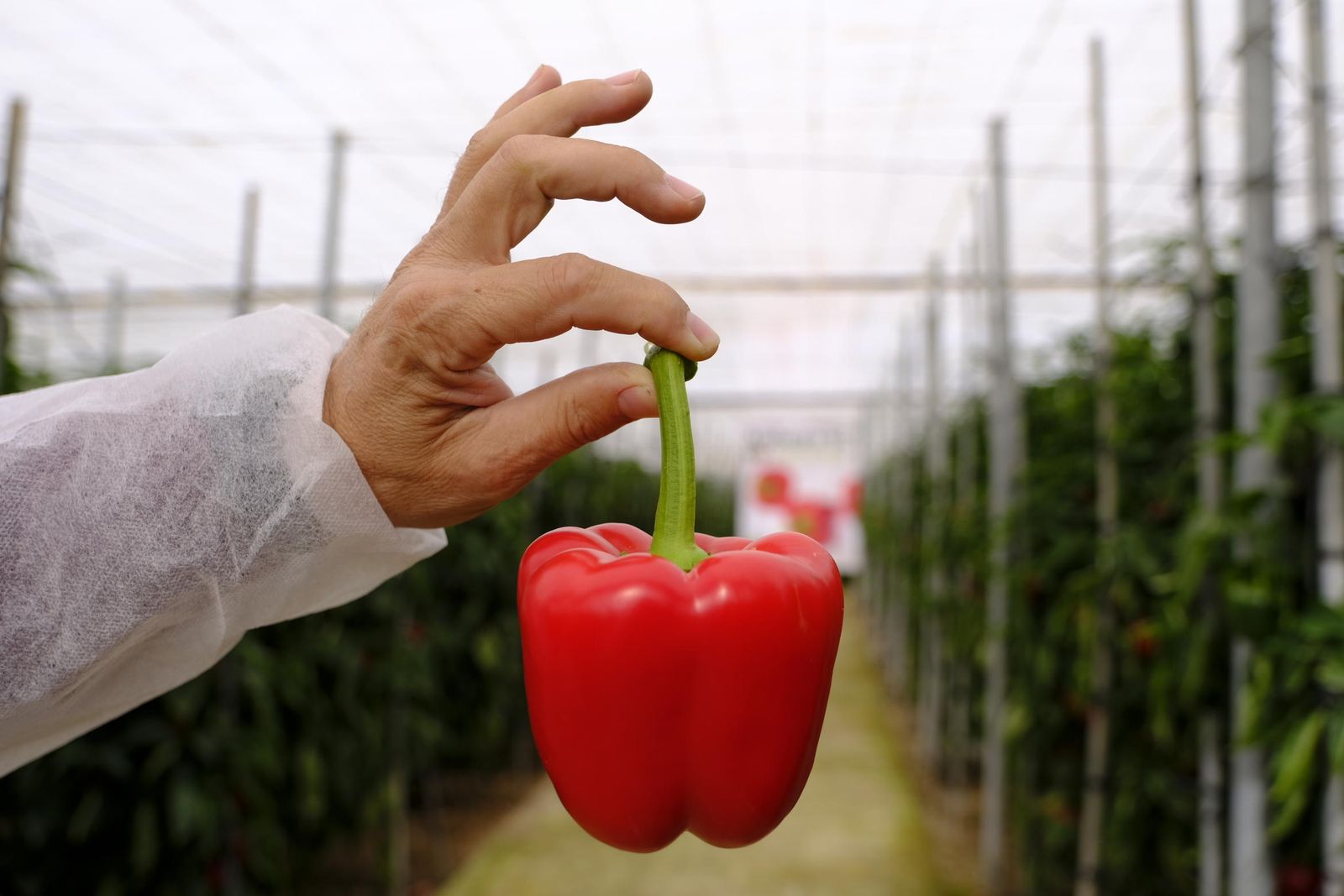 Pimiento california rojo.