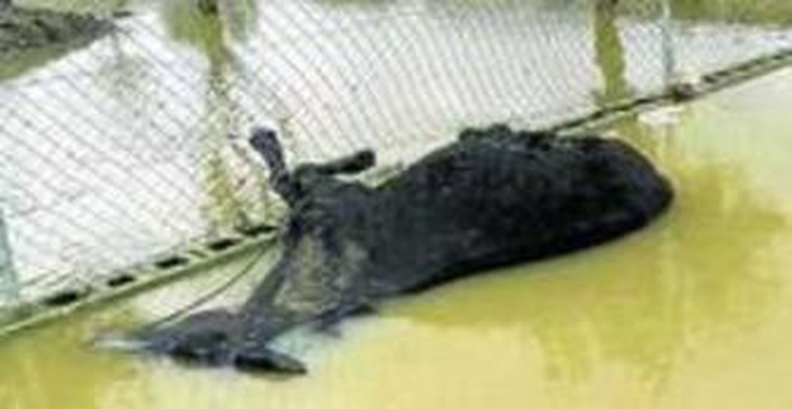 Caballo muerto ahogado.