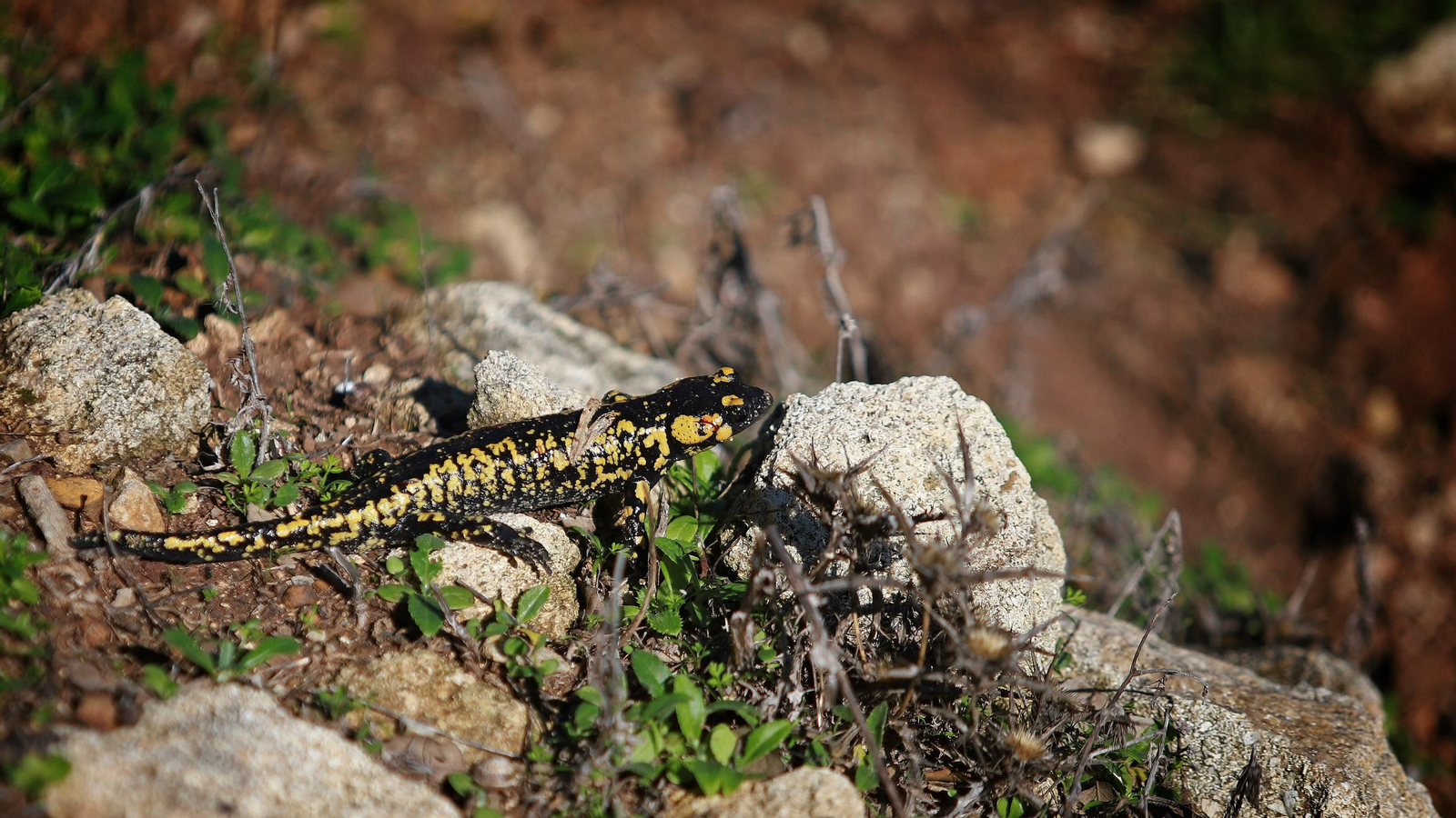 Las mejores fotos del Tajo de las Escobas