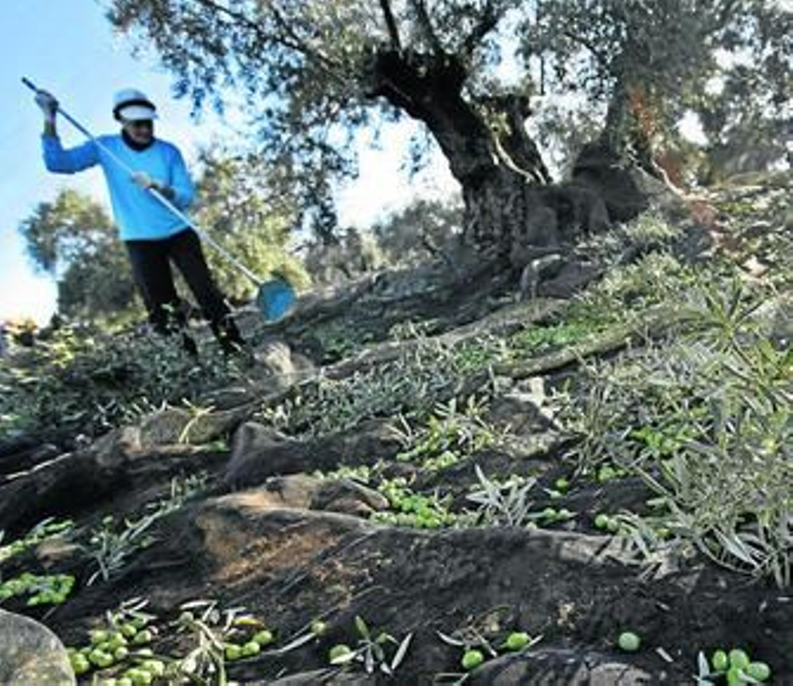 Imagen de un olivar de la provincia.