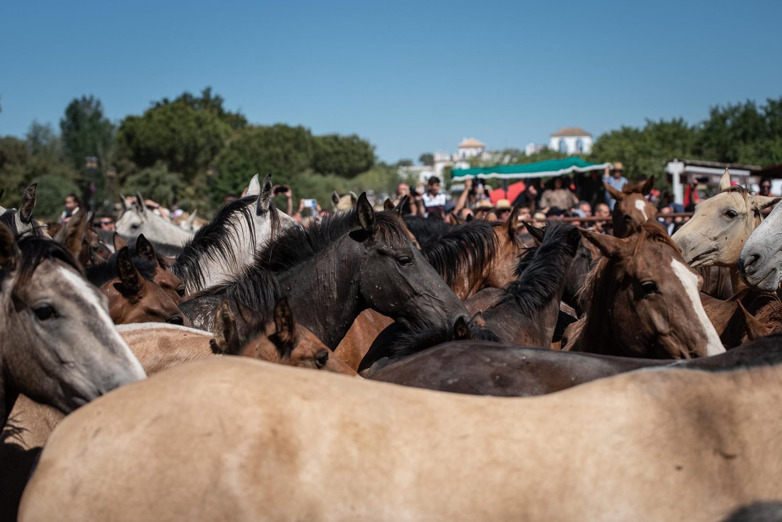 Imágenes de la Saca de las Yeguas a su paso por El Rocío