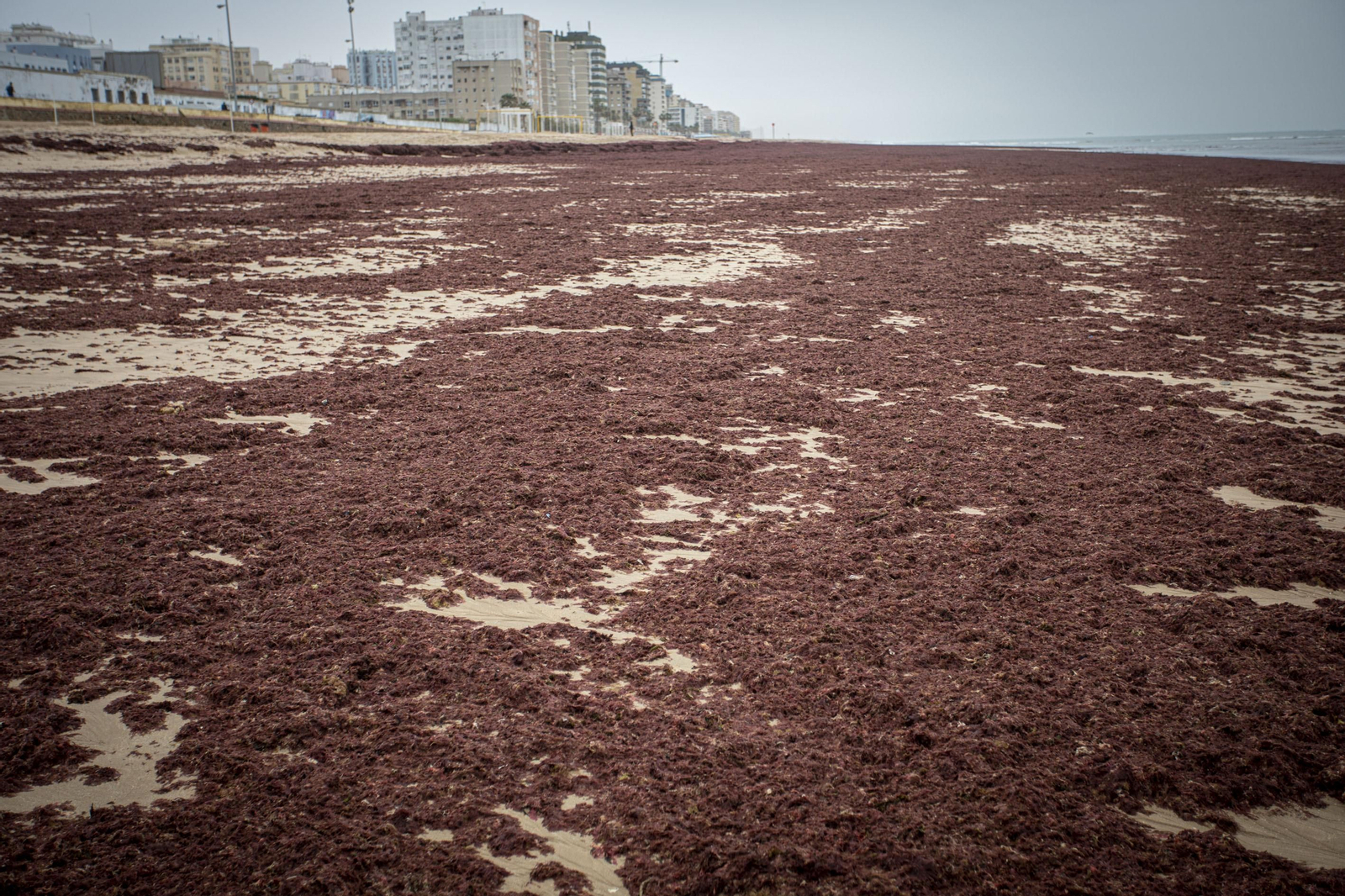 Las algas sobre la arena de la playa