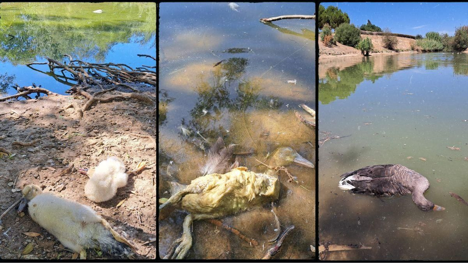 Aves muertas en el Parque del Tamarguillo Aves muertas en el Parque del Tamarguillo