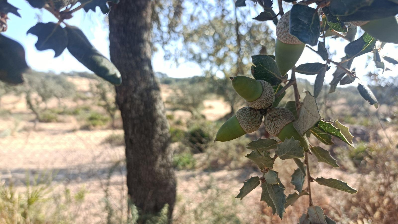 Veremos muchas bellotas en temporada.