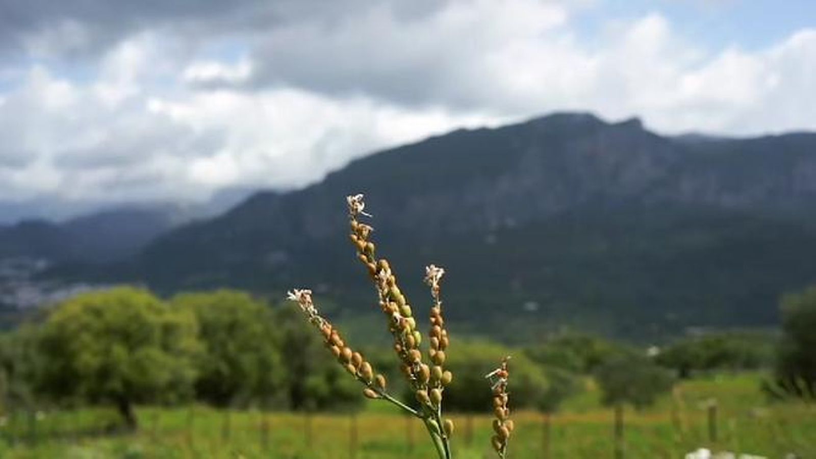 Gamón Gamón