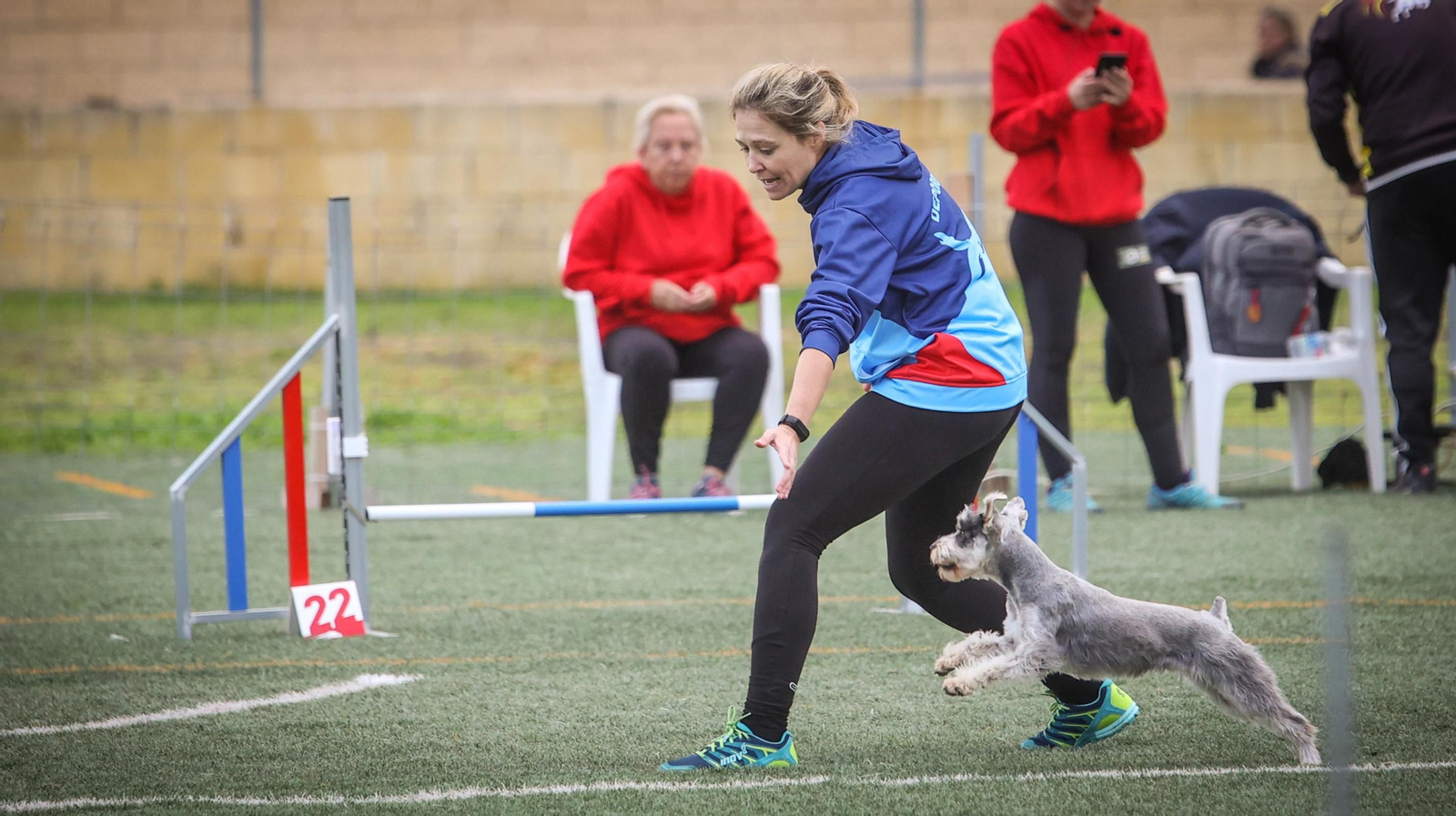 Habilidad canina en la prueba puntuable para el Campeonato de España de 'Agility' celebrado en Jerez Espectaculares las pruebas de disciplina canina puntuables para el Campeonato de España de Agility