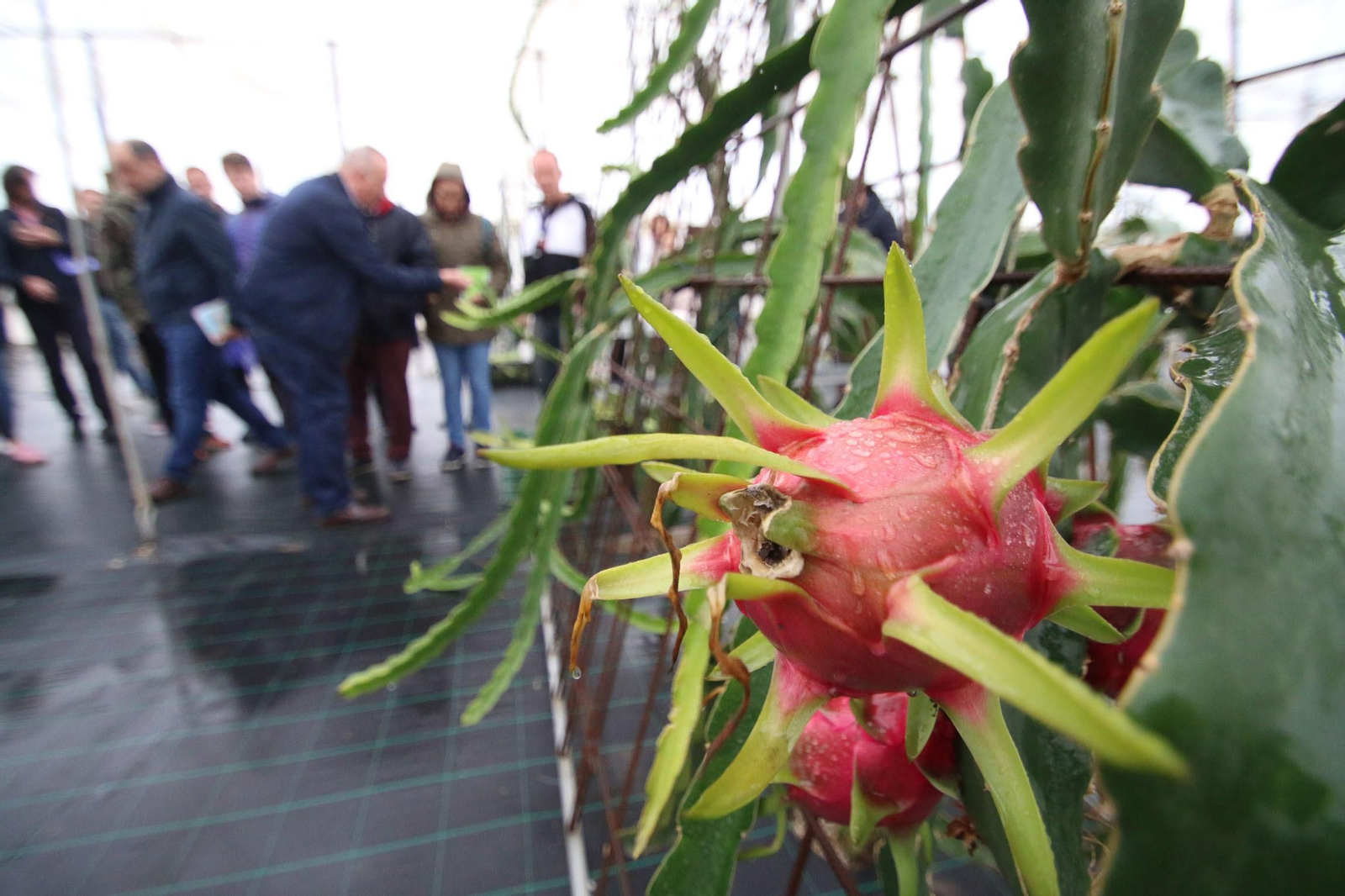 La provincia pone el ojo en la pitaya en busca de sus buenas cotizaciones