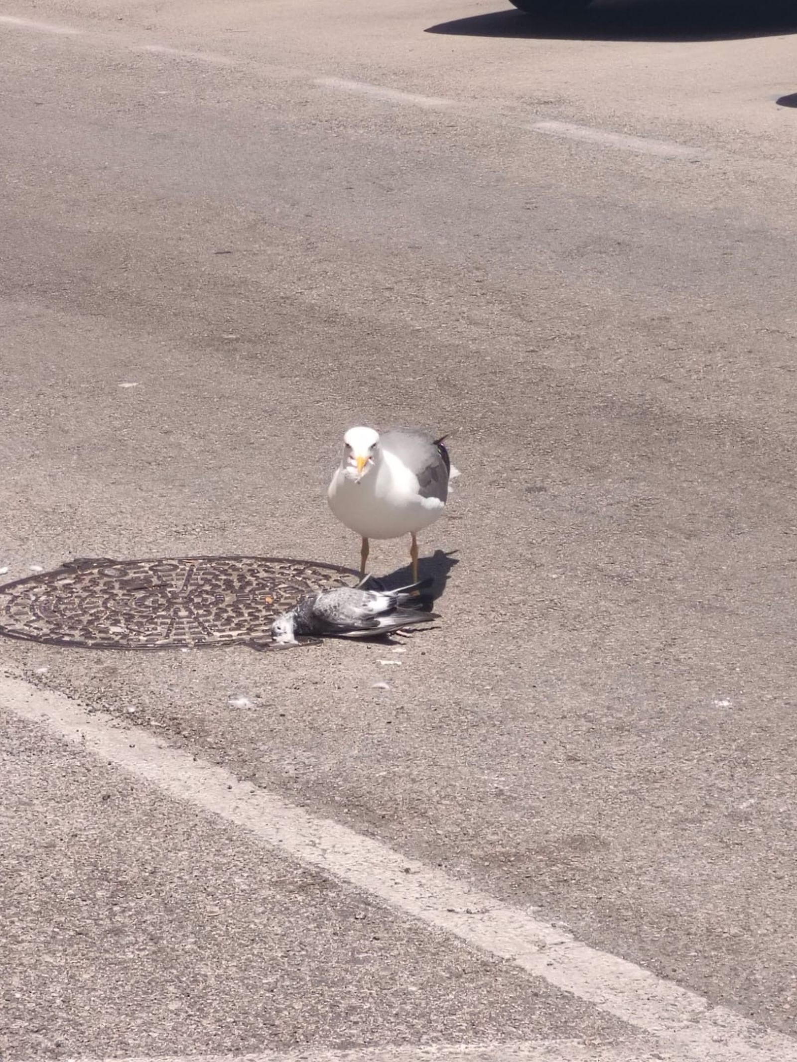 Las gaviotas, esas depredadoras