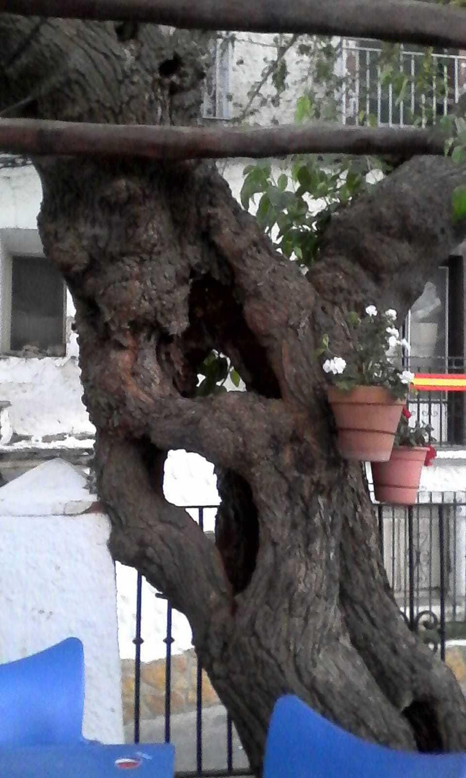 El tronco de la morera centenaria de Pitres que iba a ser talada.