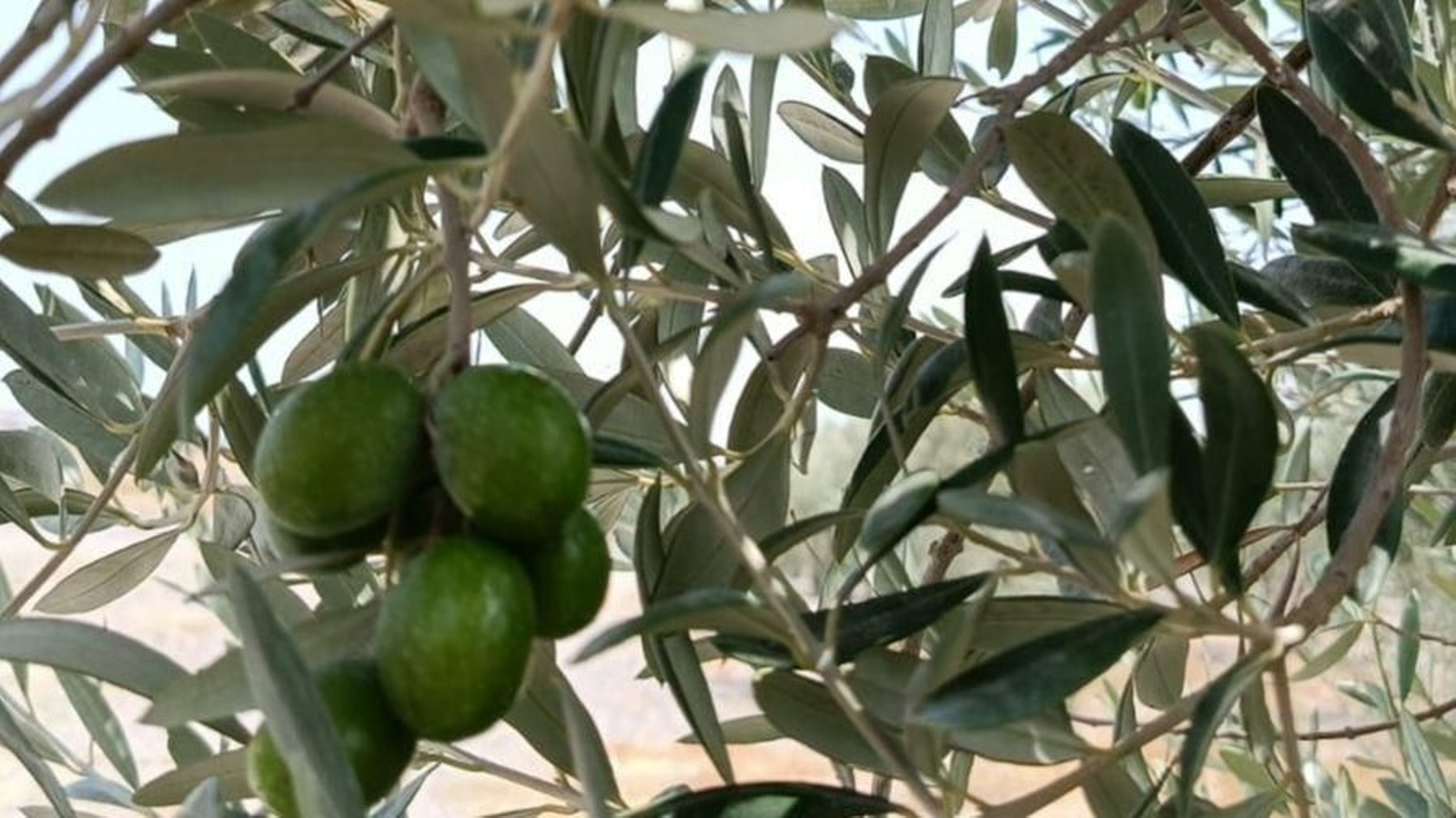 Aceituna de mesa.