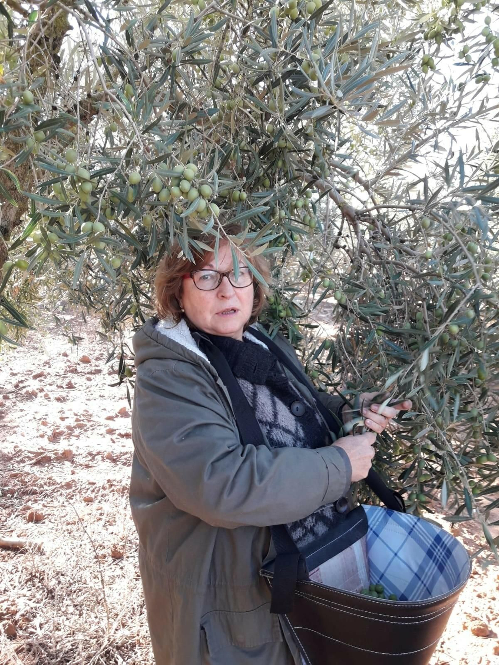 Mujer trabajando en el olivar.