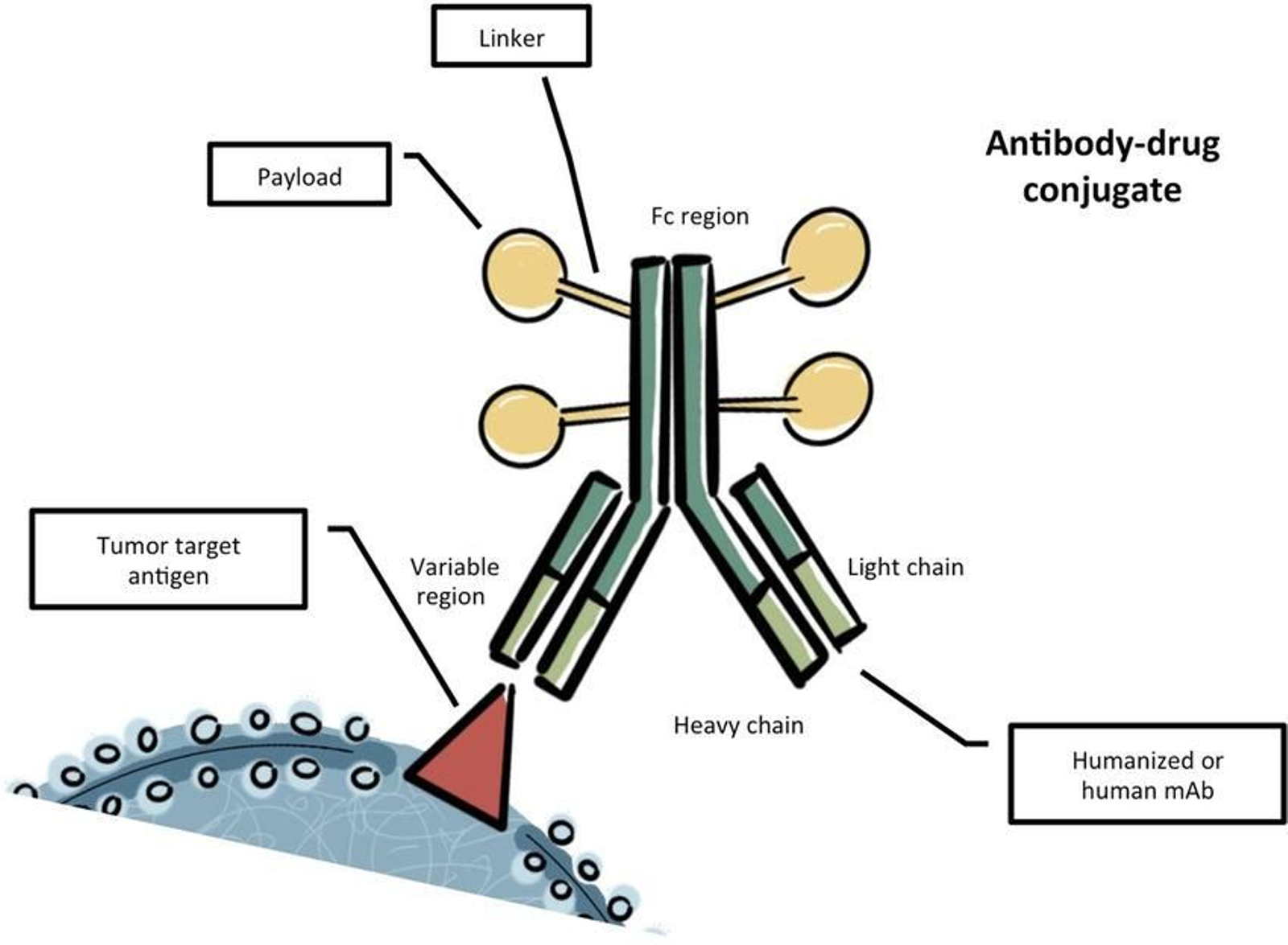 Esquema de la estructura del conjugado anticuerpo droga