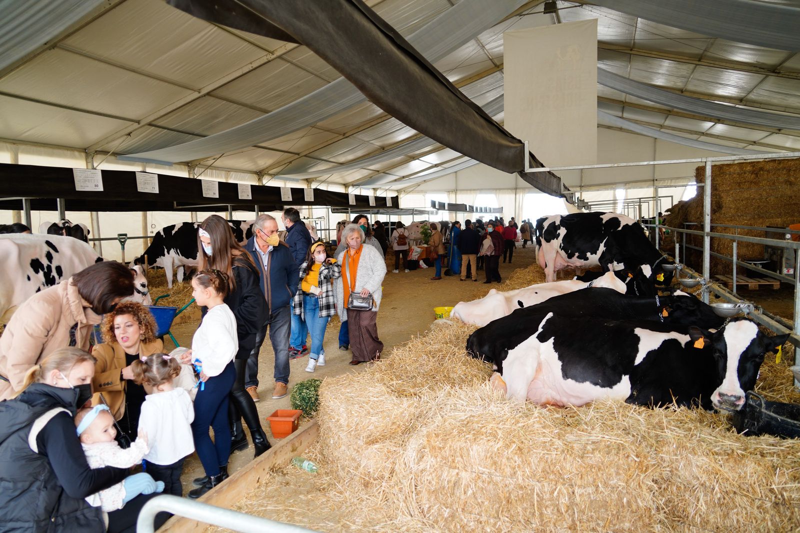La Feria de Ganado Frisón Usías Holsteins de Dos Torres, en fotografías