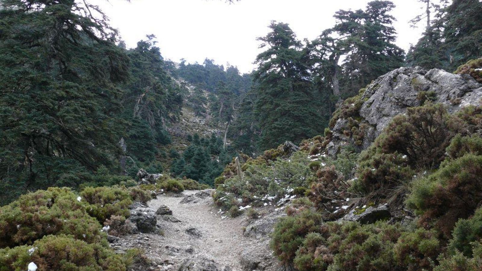 Una parte del camino Quejigales-Torrecilla.