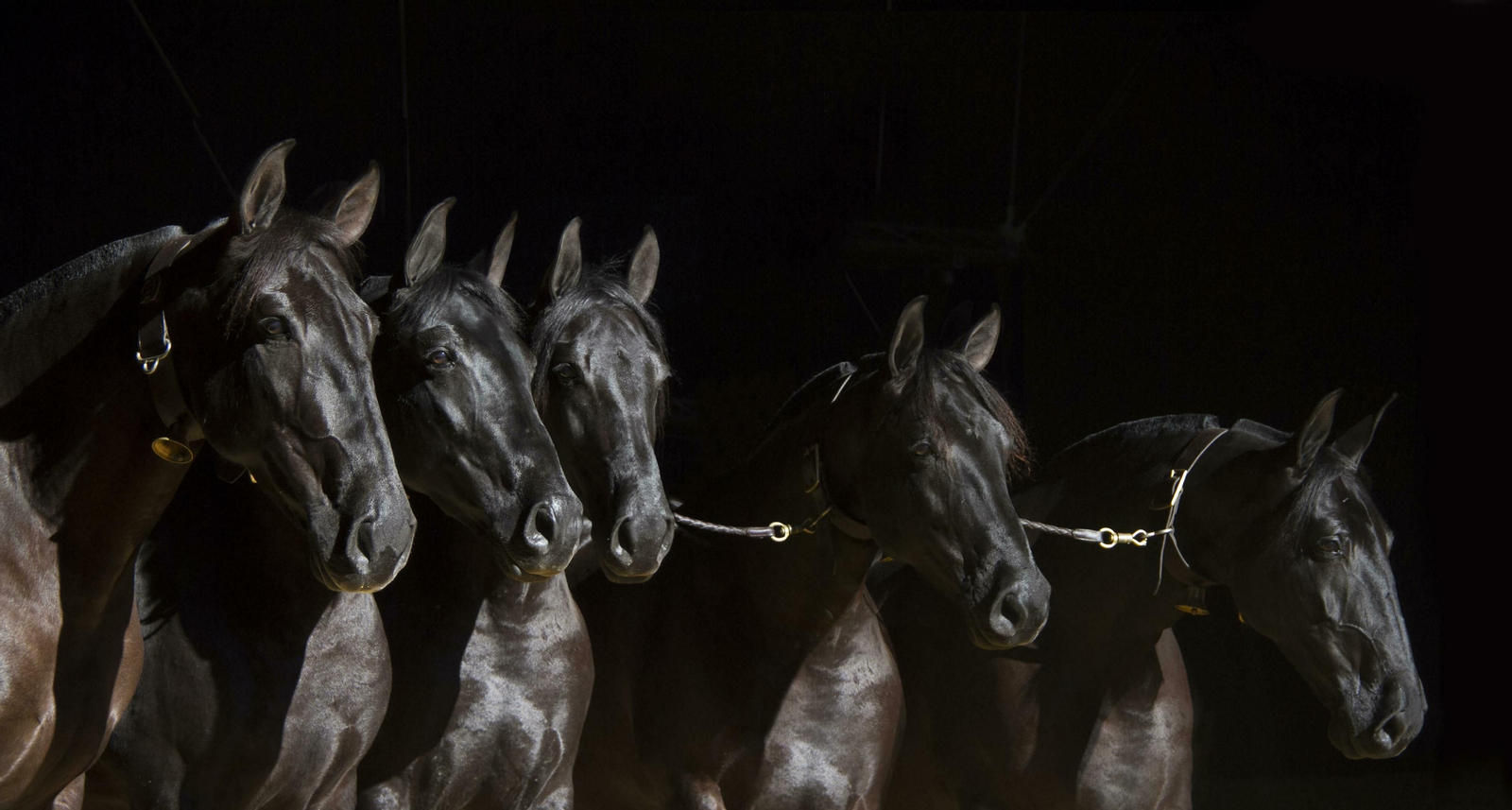 En Sicab 2019 se verá reforzado por segundo año consecutivo con controles 'antidoping'.