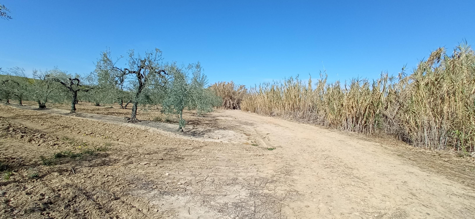 Las imágenes de la ruta de la dehesa de Albaida del Aljarafe