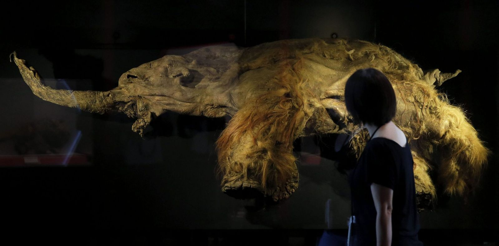 Un mamut lanudo durante una exposición sobre fauna prehistórica; los grandes mamíferos no fueron los únicos gigantes que pisaron la península.
