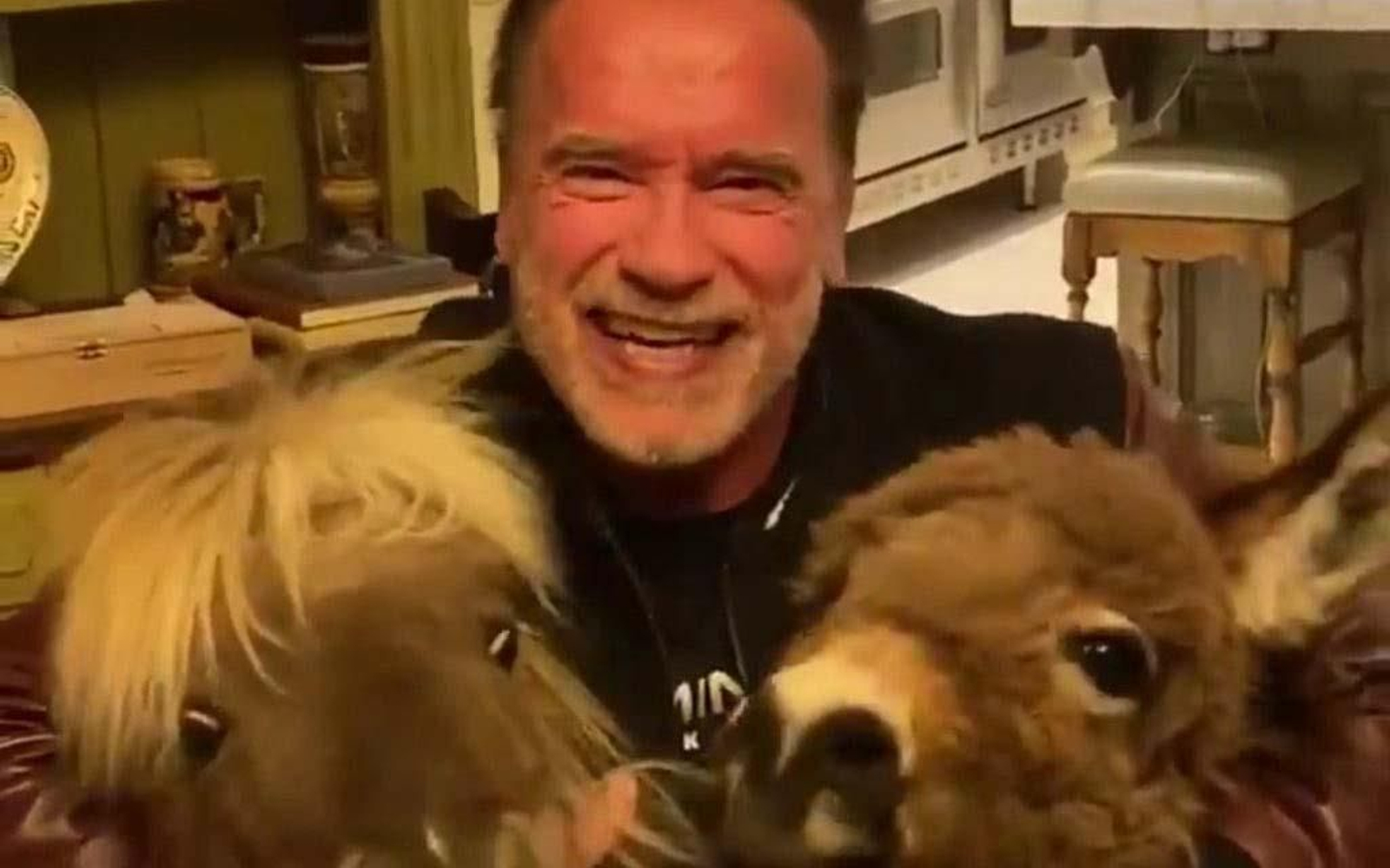 Schwarzenegger con su burro y su pony