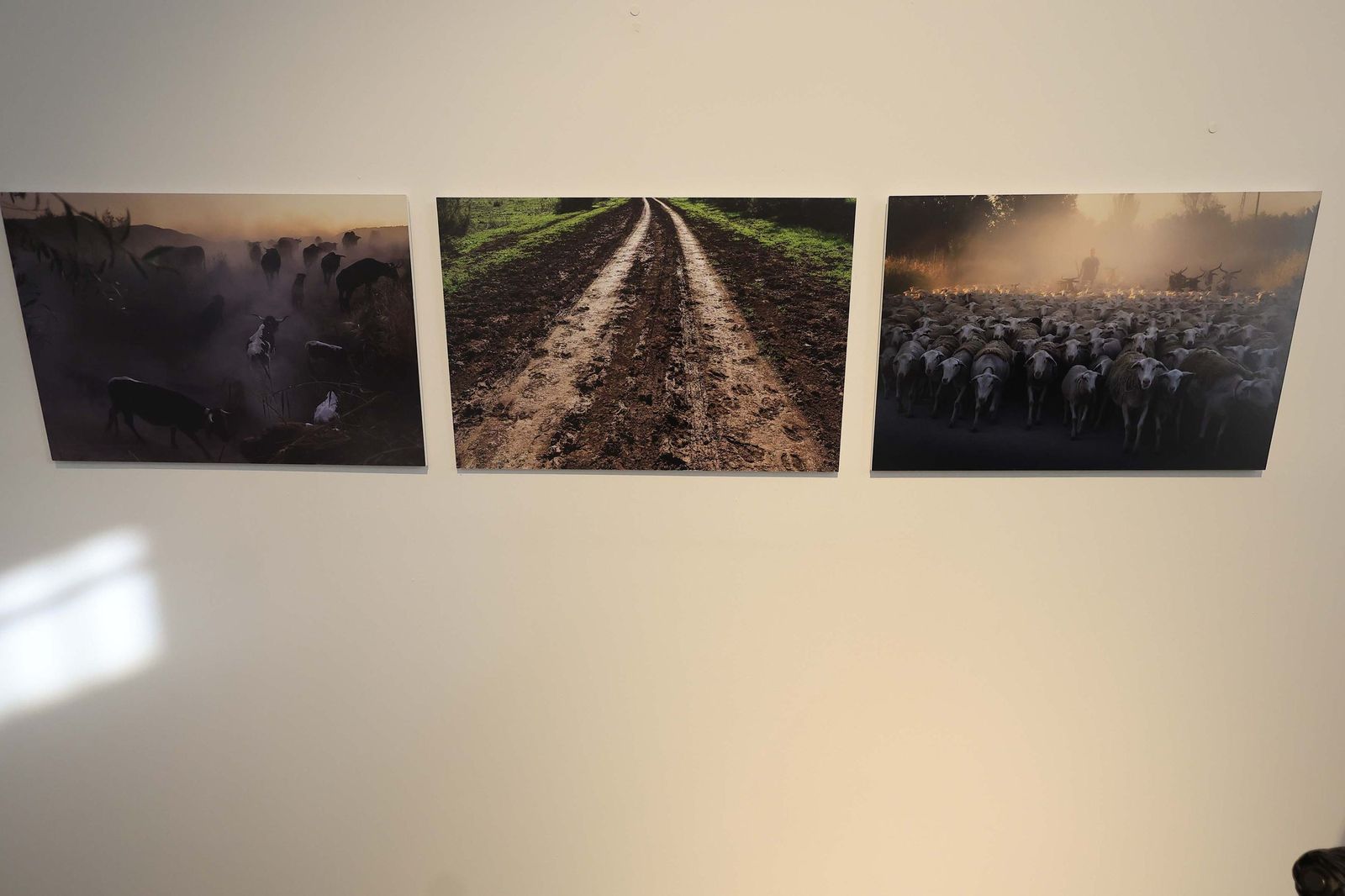 Fotos de la exposición 'Yerba, el corazón verde de la transhumancia' de Katy Muñoz