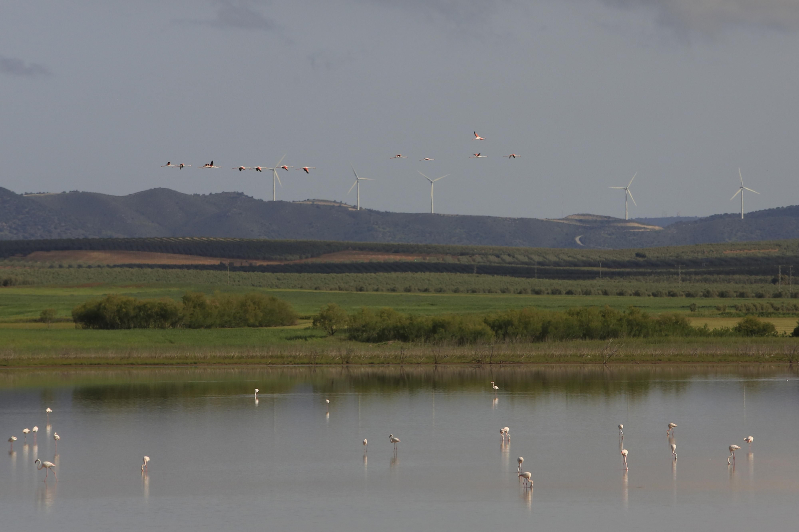 Los flamencos en la Laguna de Fuente de Piedra, en fotos