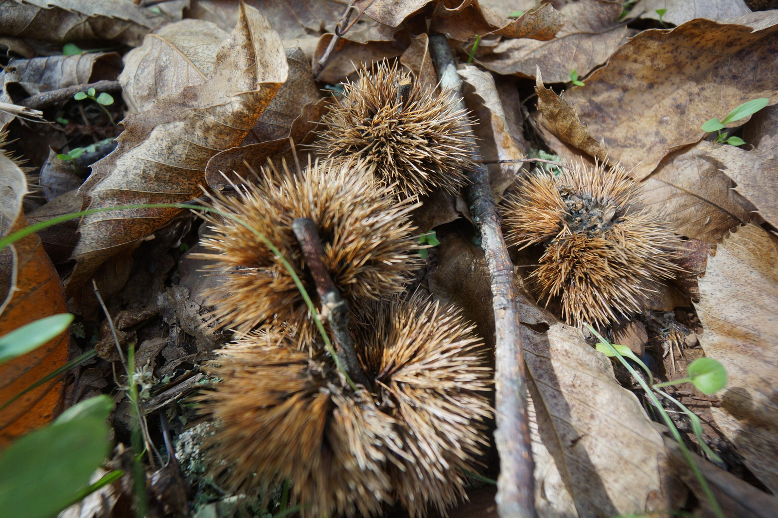 Un paseo en fotografías por el castañar de Valdejetas en la Sierra de Córdoba
