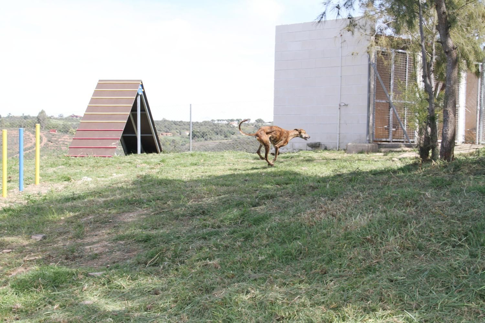 Estos son algunos de los perros que puedes adoptar en el refugio provincial de Huelva. Estos son algunos de los perros que puedes adoptar en el refugio provincial de Huelva.