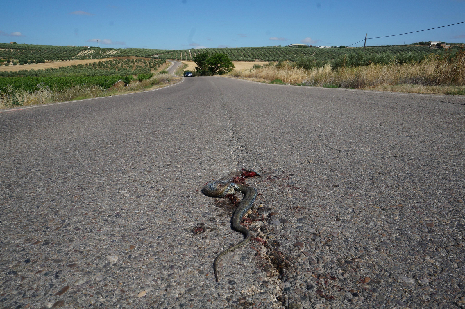 Una serpiente atropellada en una carretera de la Campiña de Córdoba.