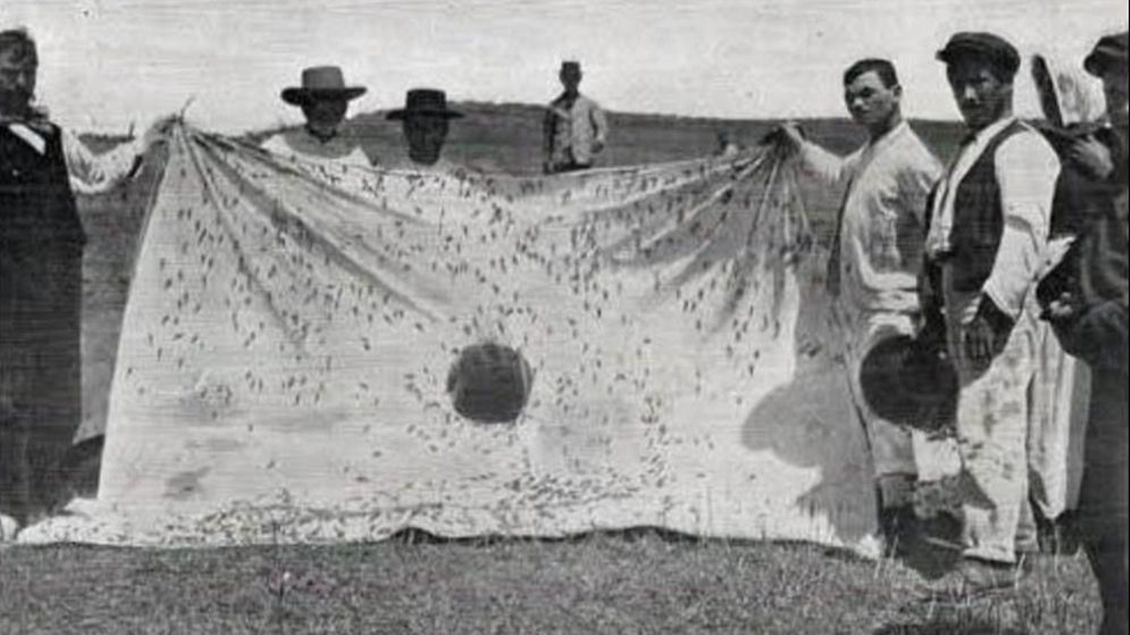 Sábana que se empleó en el cortijo jerezano para la extinción de las langostas.