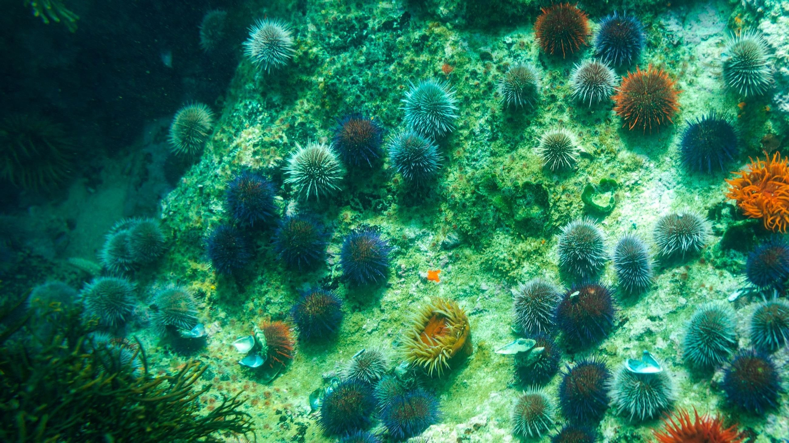 Vista de unos erizos  de mar  y otras plantas marinas.