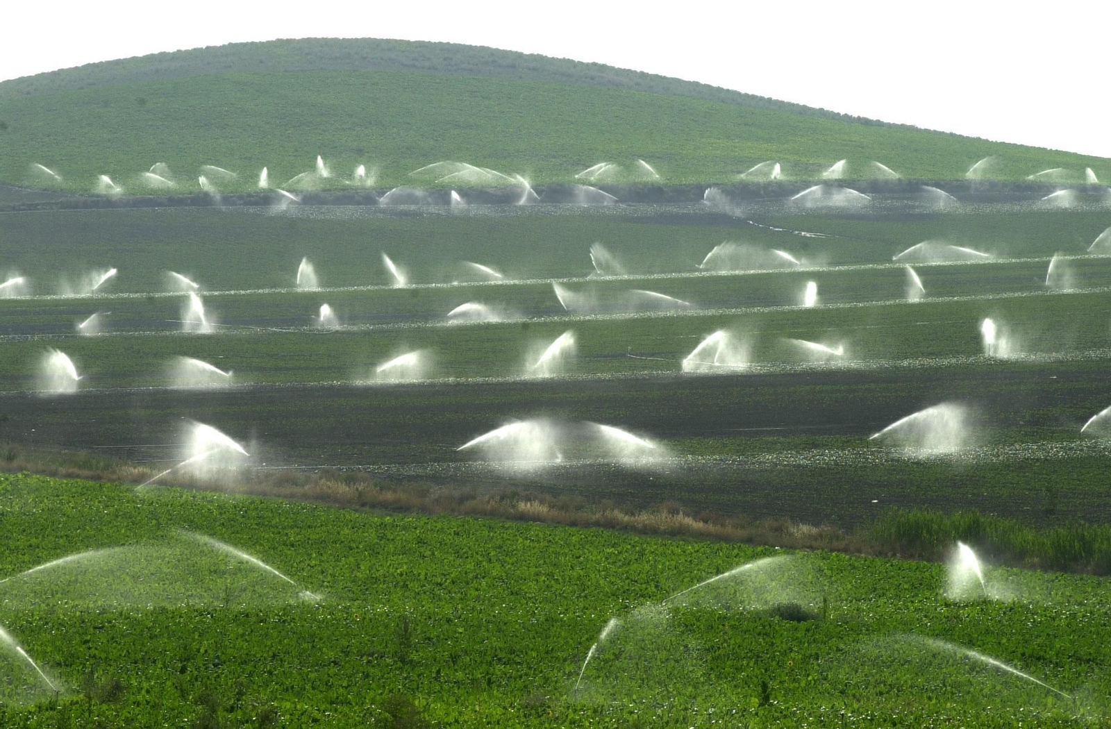 Los investigadores analizaron el impacto de dos tipos de polímeros aplicados en condiciones agrícolas reales. Los investigadores analizaron el impacto de dos tipos de polímeros aplicados en condiciones agrícolas reales.