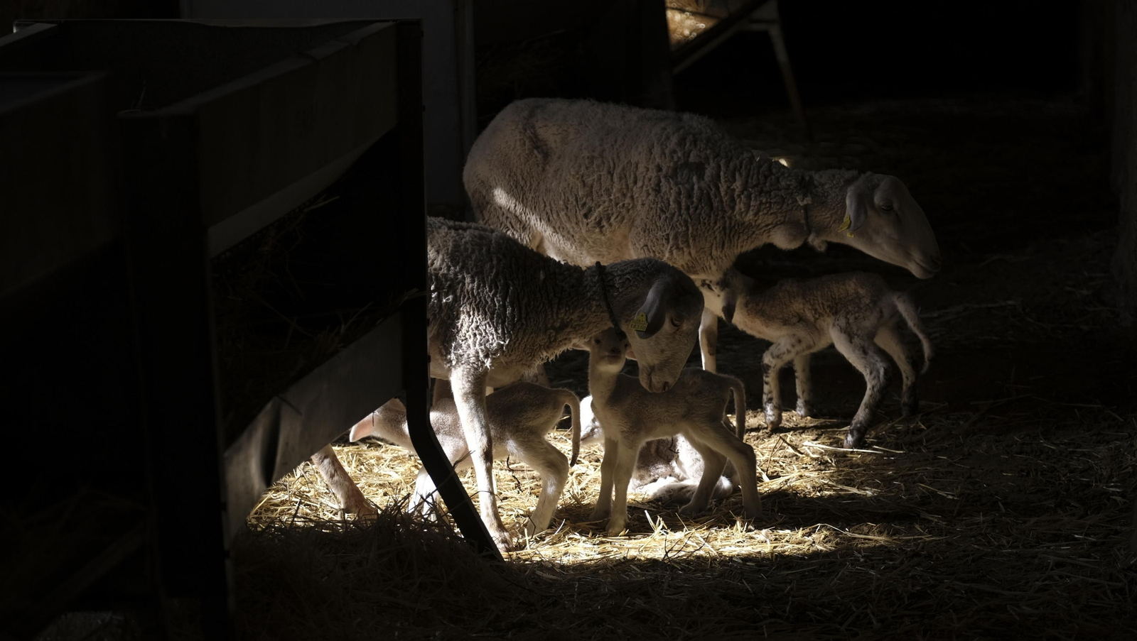 Fotogalería de la ganadería tradicional de Vélez Rubio, las imágenes más tiernas de los corderos recién nacidos