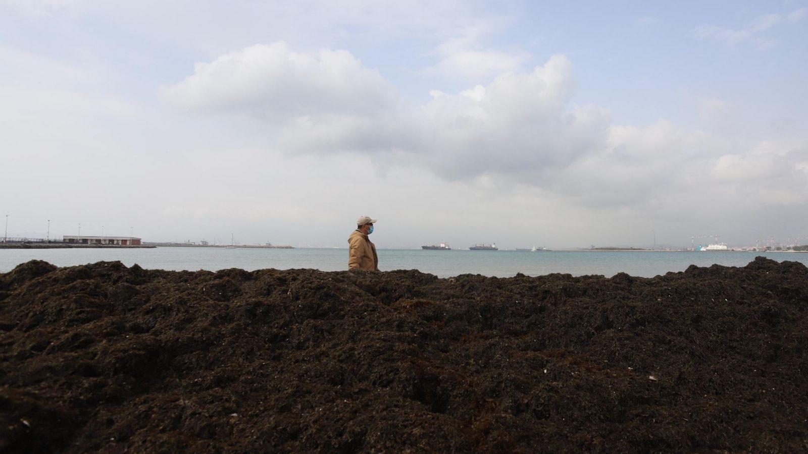 Un hombre pasea por detrás de los cúmulos de alga.