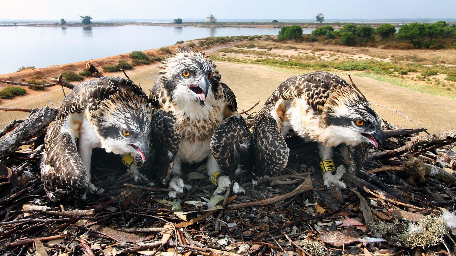 Águilas Pescadoras en Marismas del Odiel