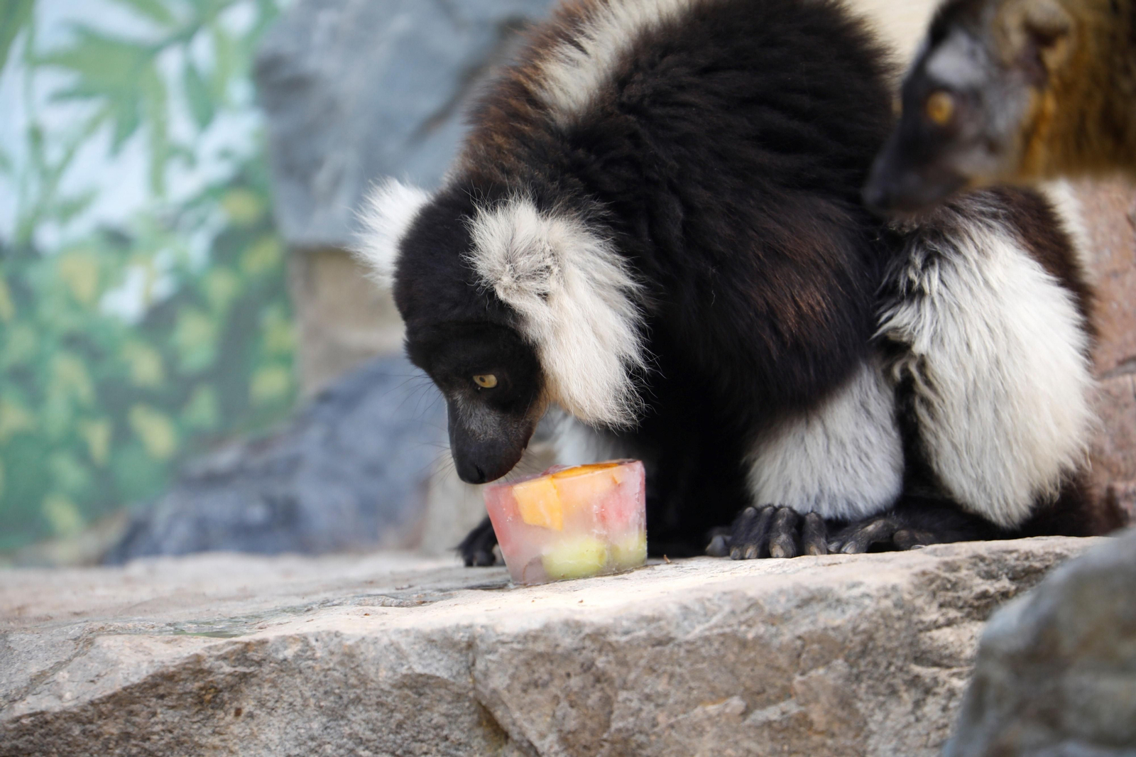 Fotogalería: Así viven los animales del Zoo de Córdoba los meses de verano