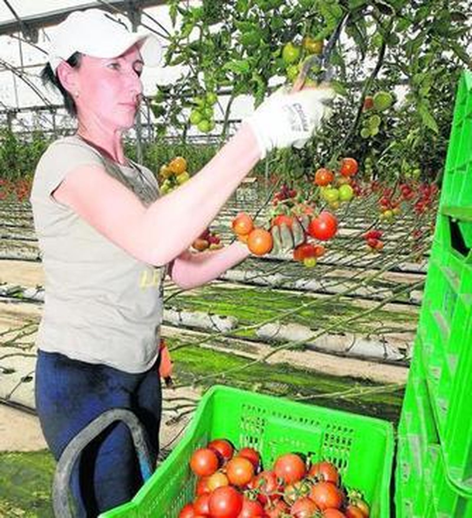 El sector agrícola ha sido uno de los analizados.