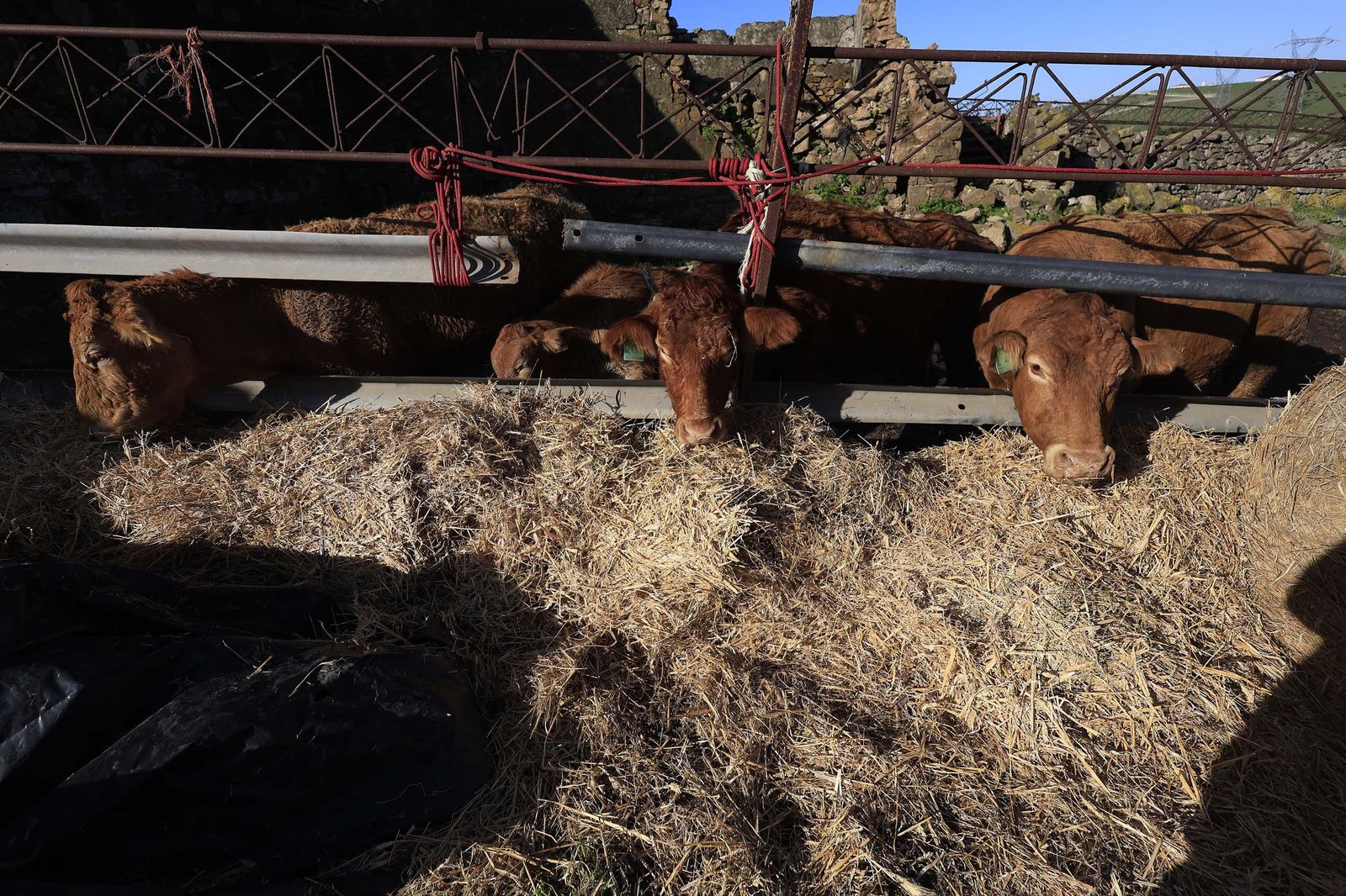 Las fotografías de la ganadería de Luis Benítez en Tarifa