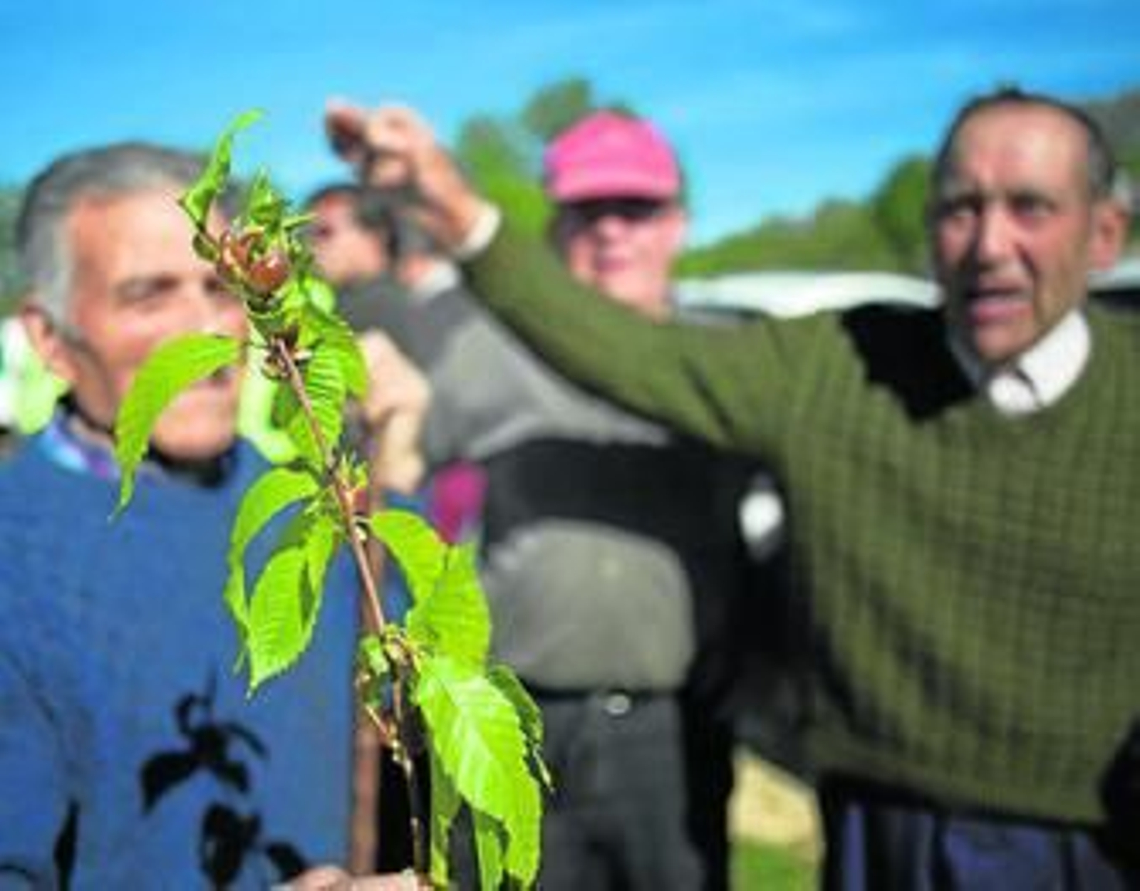 Una rama de castaño infectada por la avispilla.