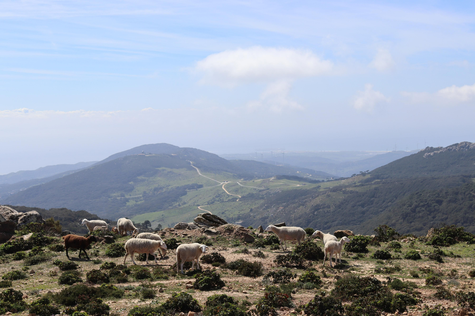 Fotos de la flora y fauna del Parque Natural de Los Alcornocales
