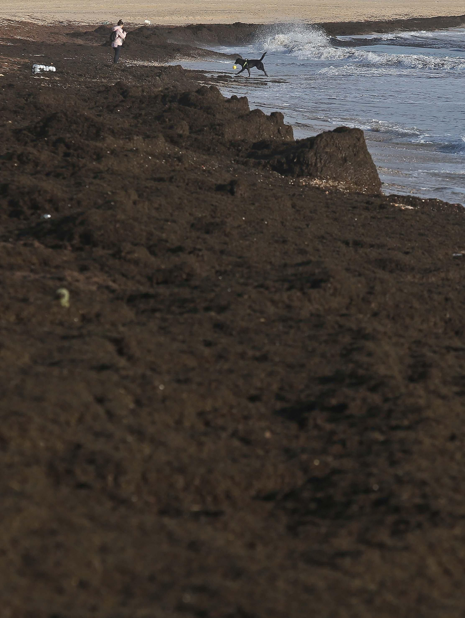 Fotos del alga invasora en la playa de Getares