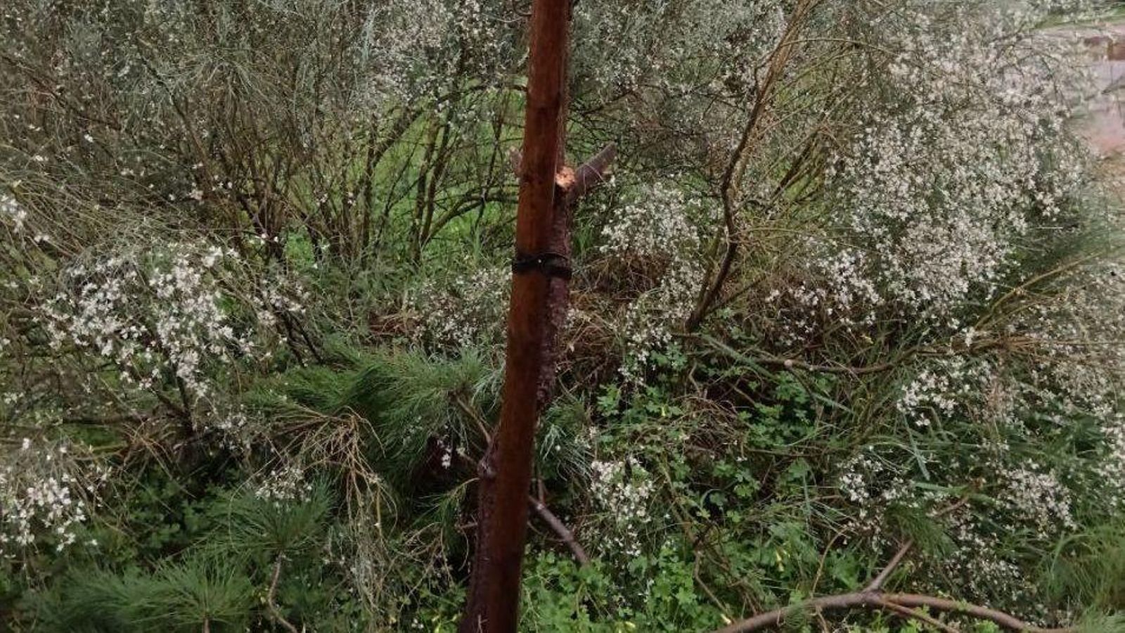Rama dañada en el Parque Moret.