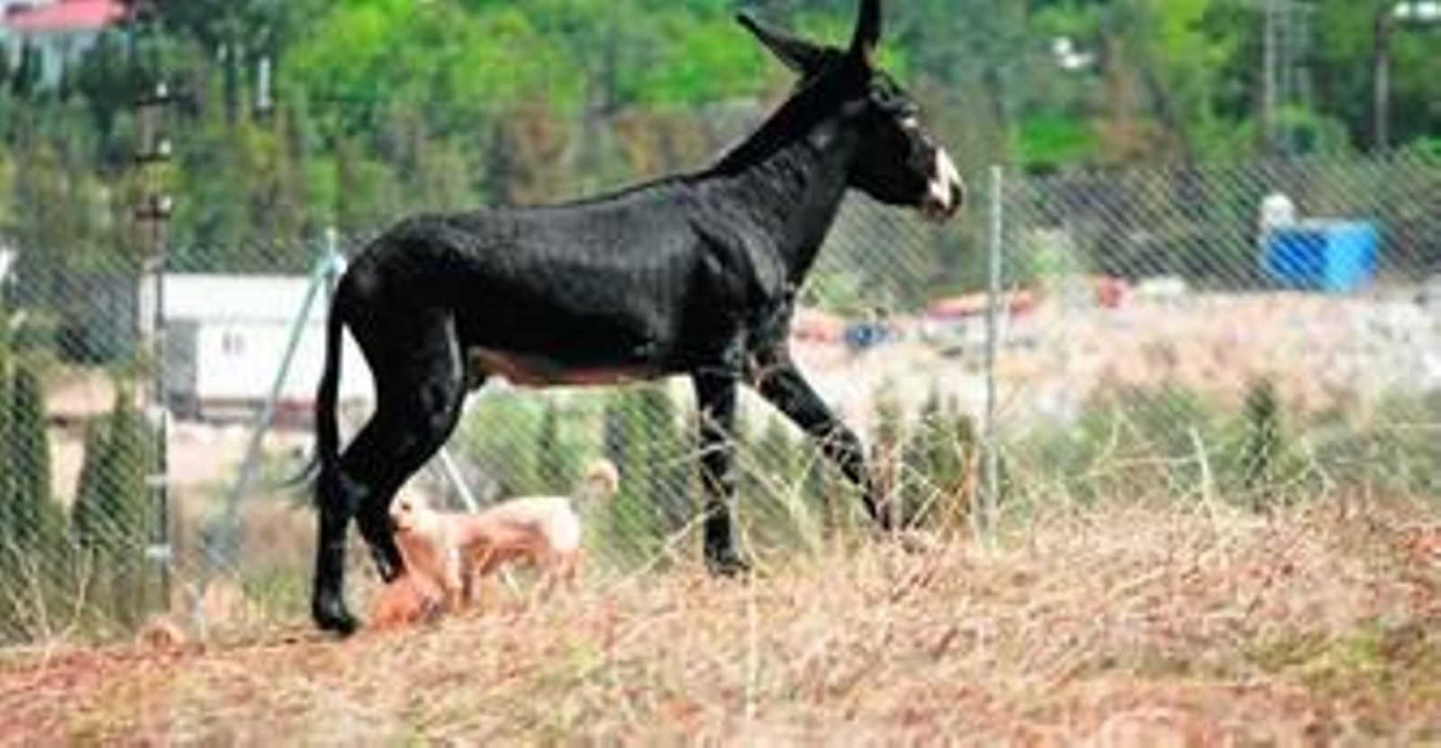 Capitán ya es un burro feliz