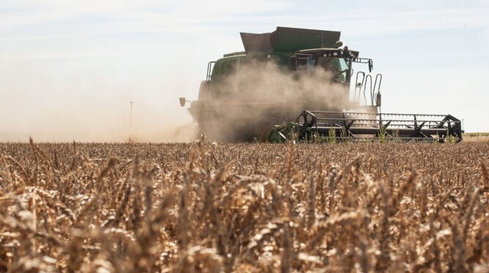 Recolección de cereales en una explotación agrícola.