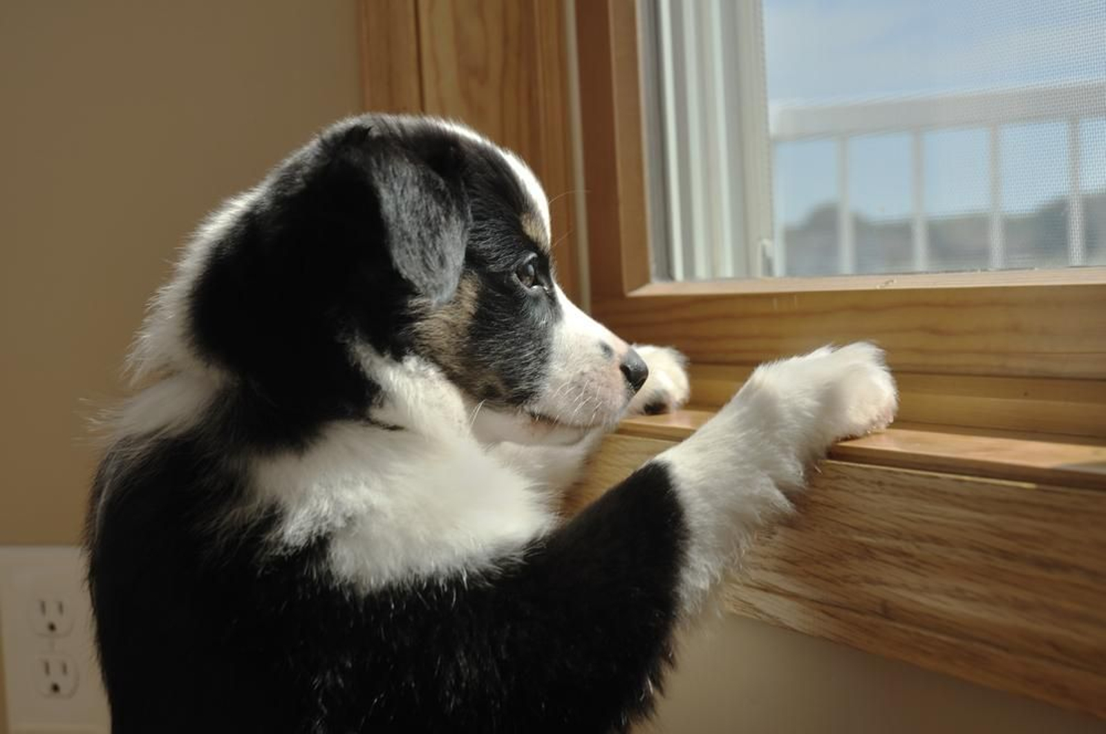 ¿Por qué parece que los perros saben qué hora es? ¿Por qué parece que los perros saben qué hora es?