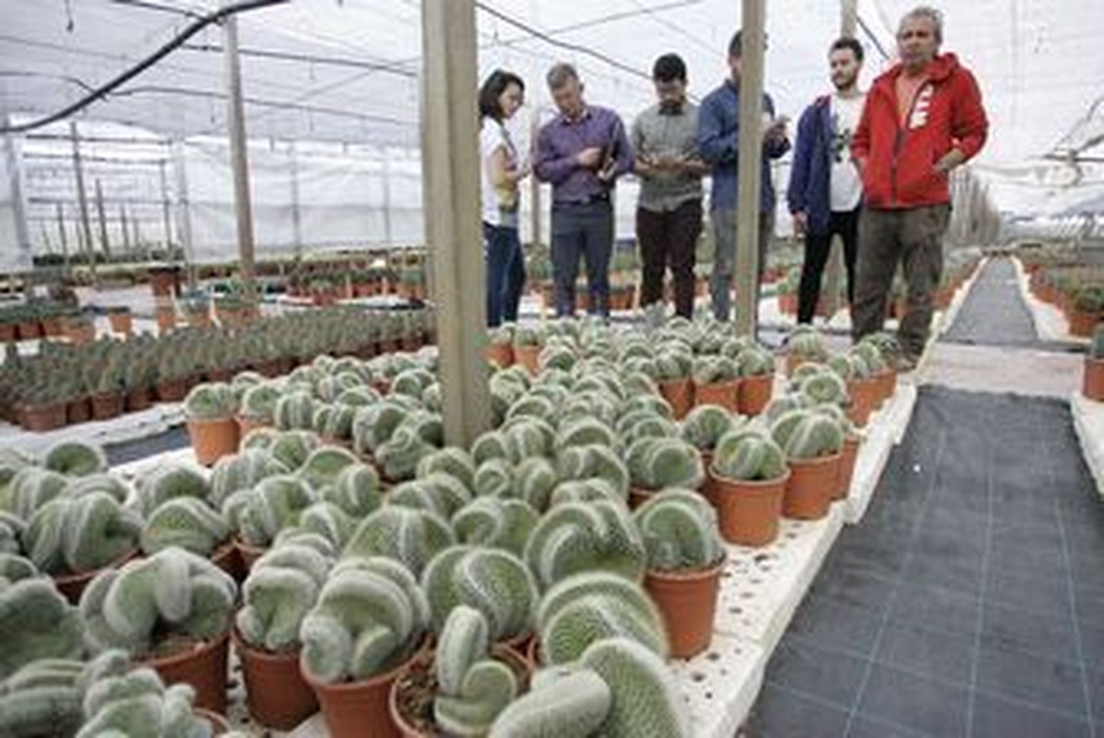 Cactus Serrano,Espinas de calidad