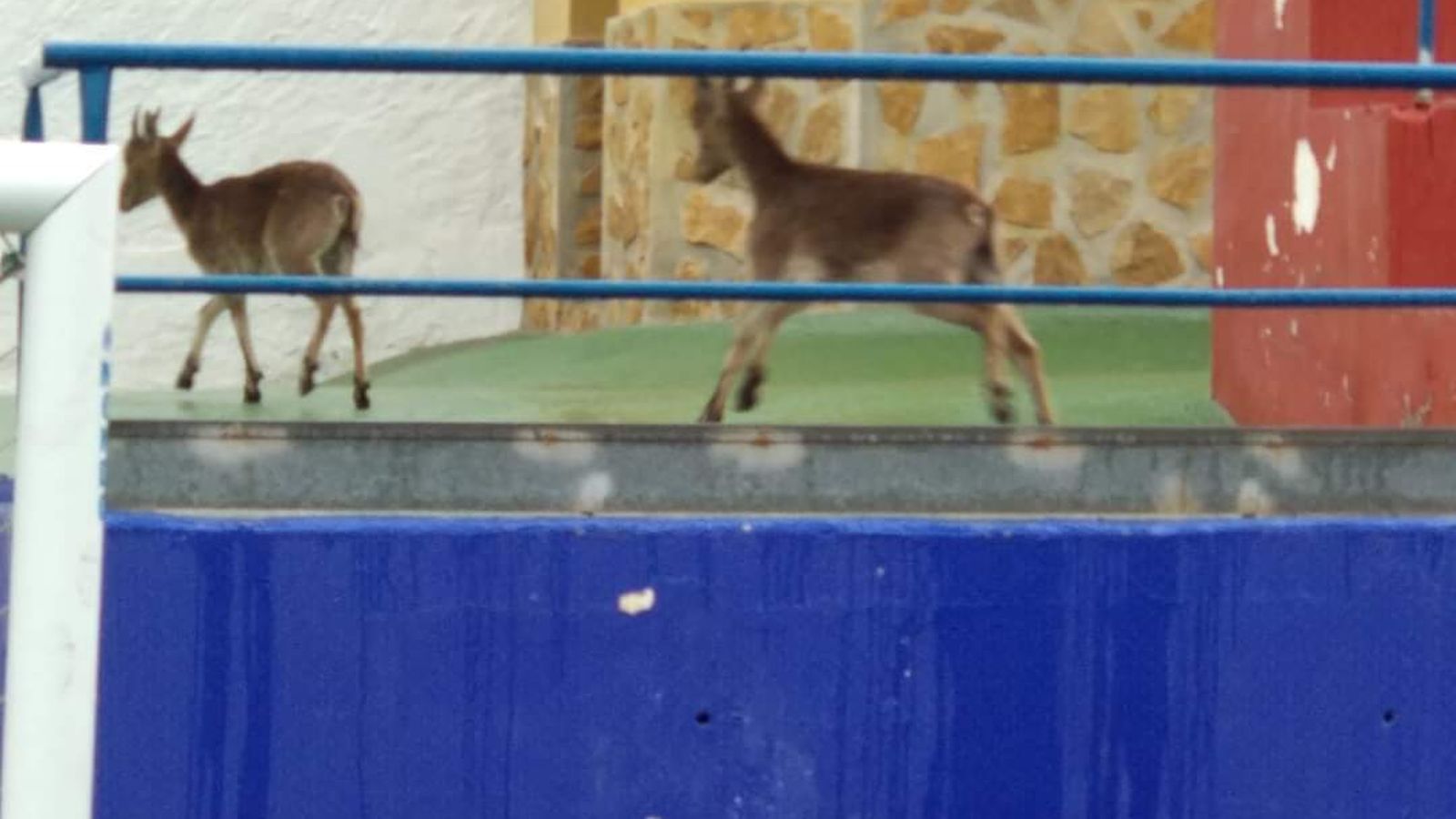 Las cabras en las instalaciones de Miramar.