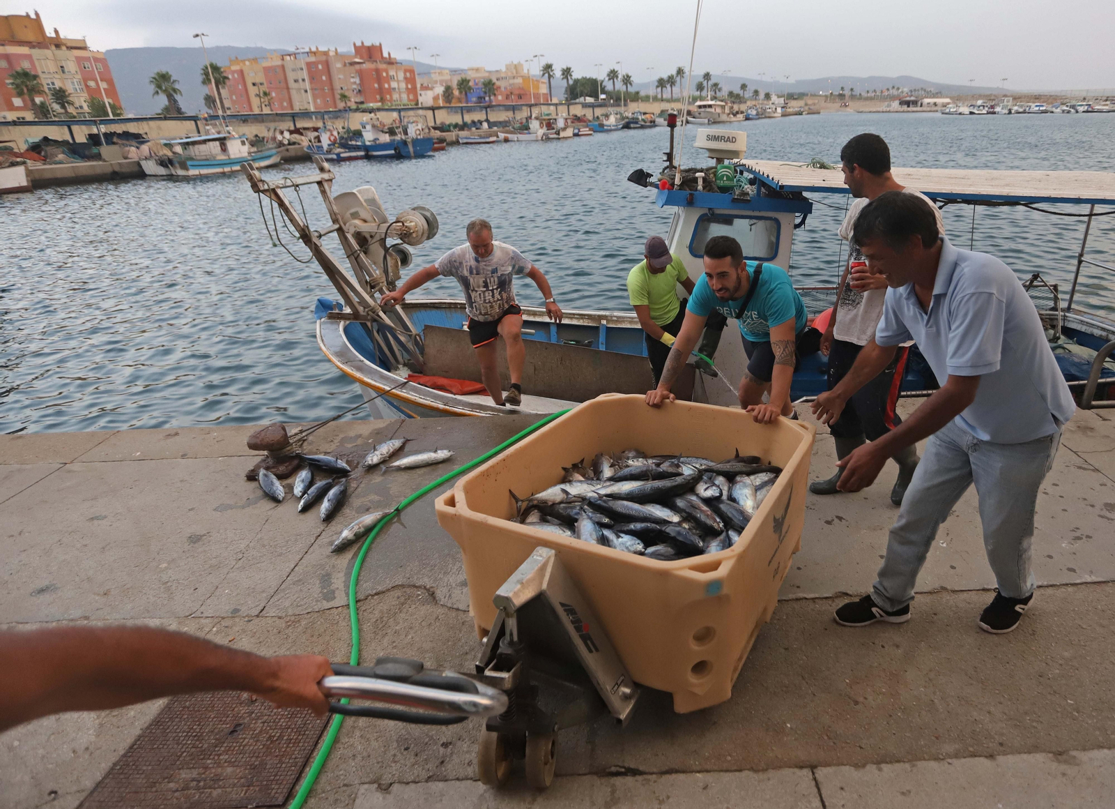 Los pescadores de un buque con base en La Línea descargan sus capturas de melva en el puerto de La Atunara.