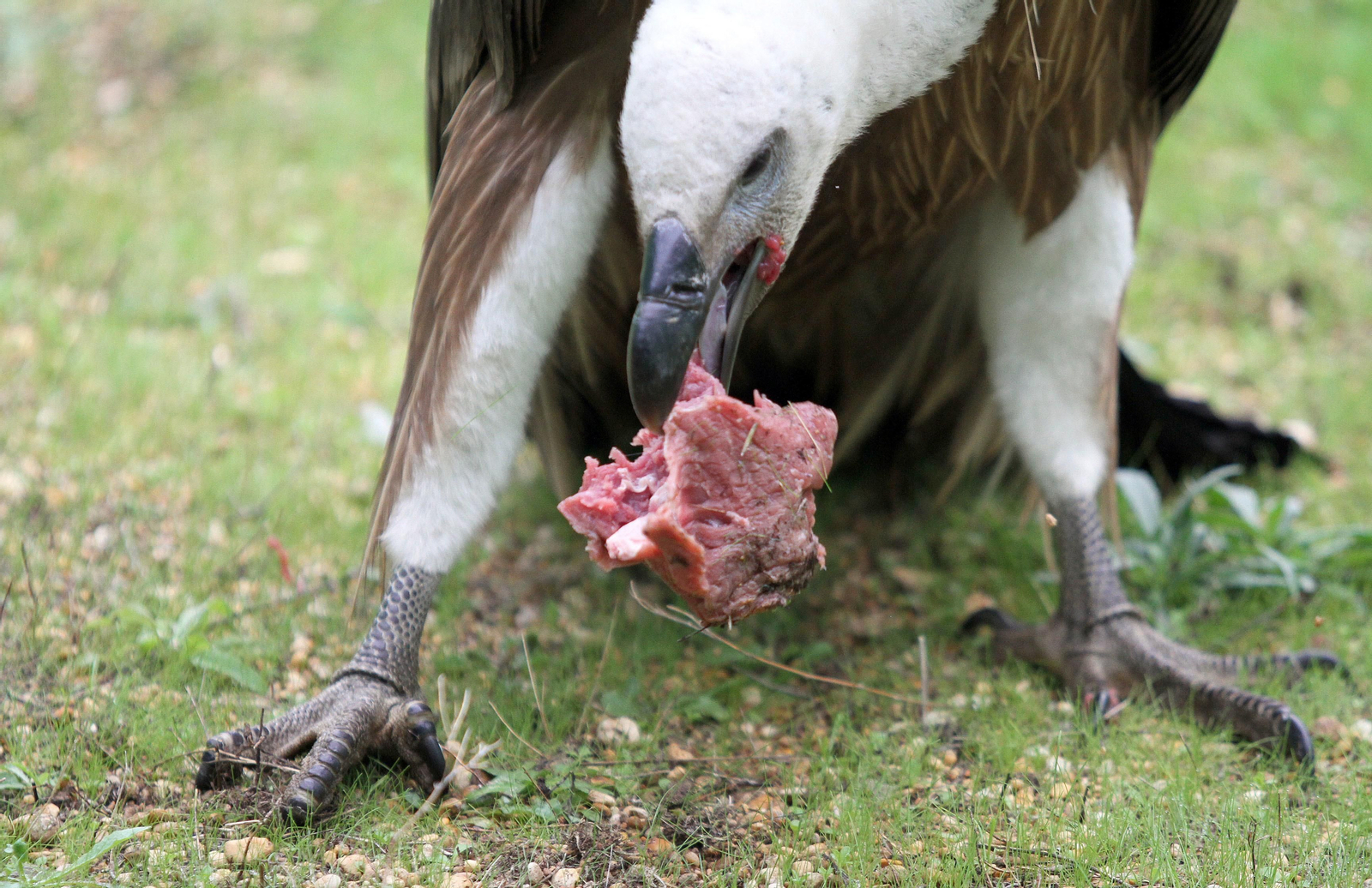 Centro de especies protegidas CREA-CEGMA