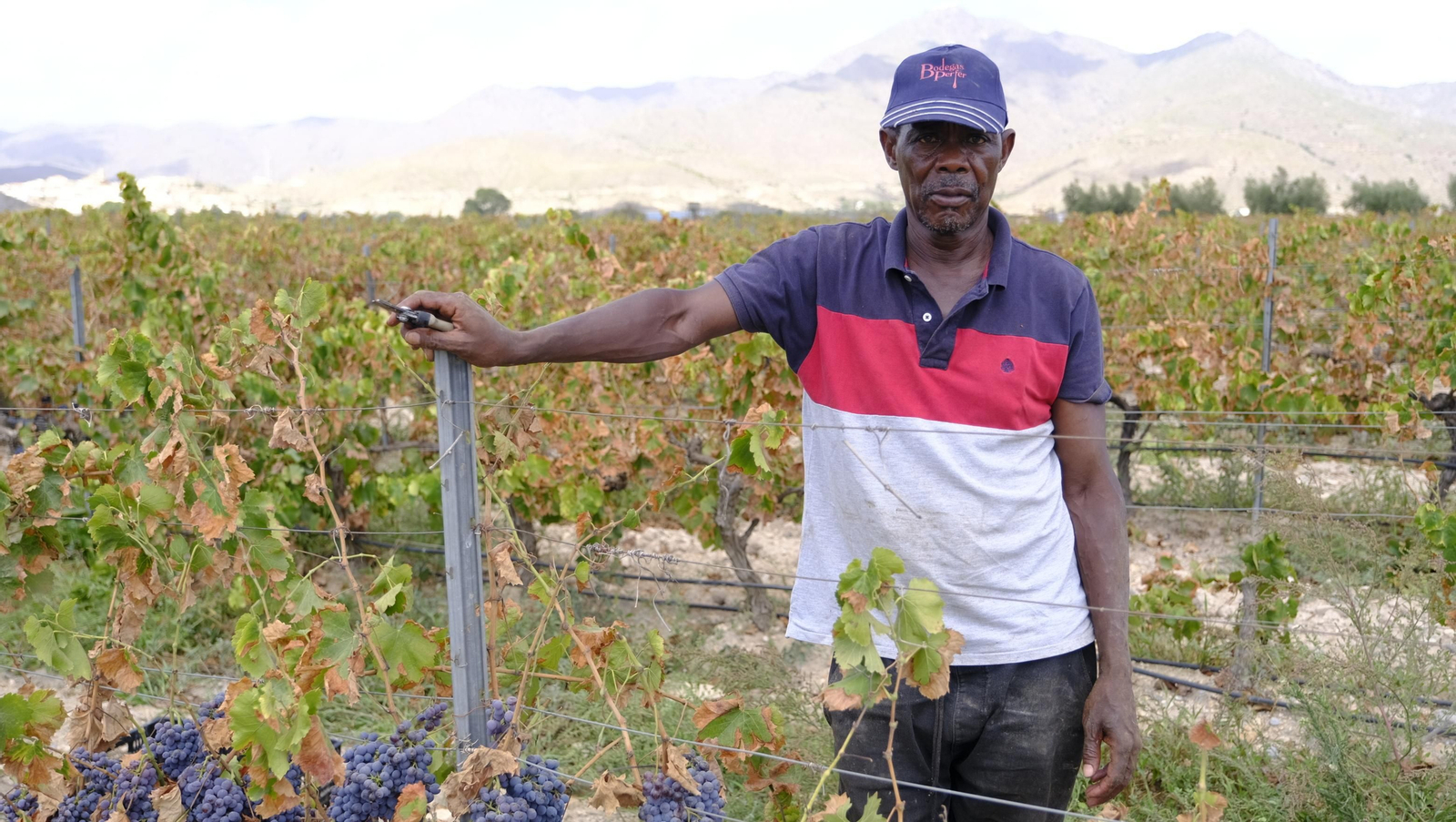 Llega la vendimia a las Bodegas Perfer, en Uleila del Campo